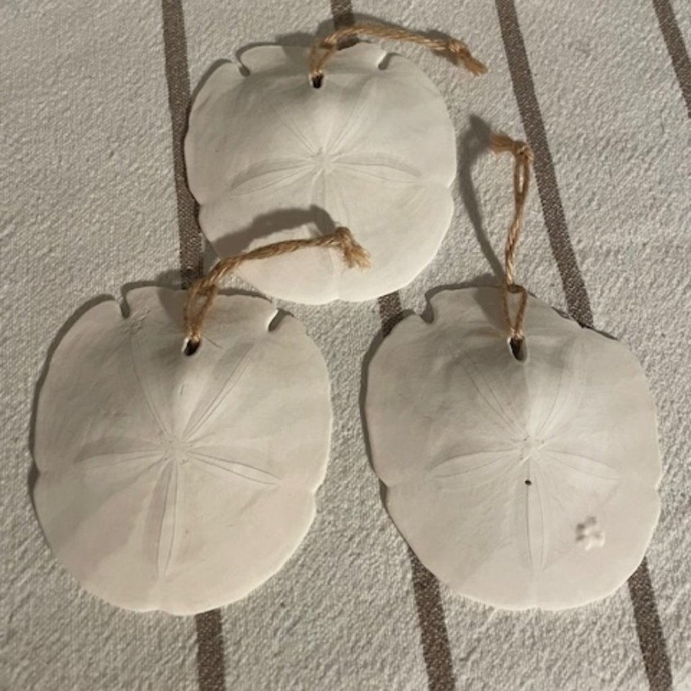 Sand dollars